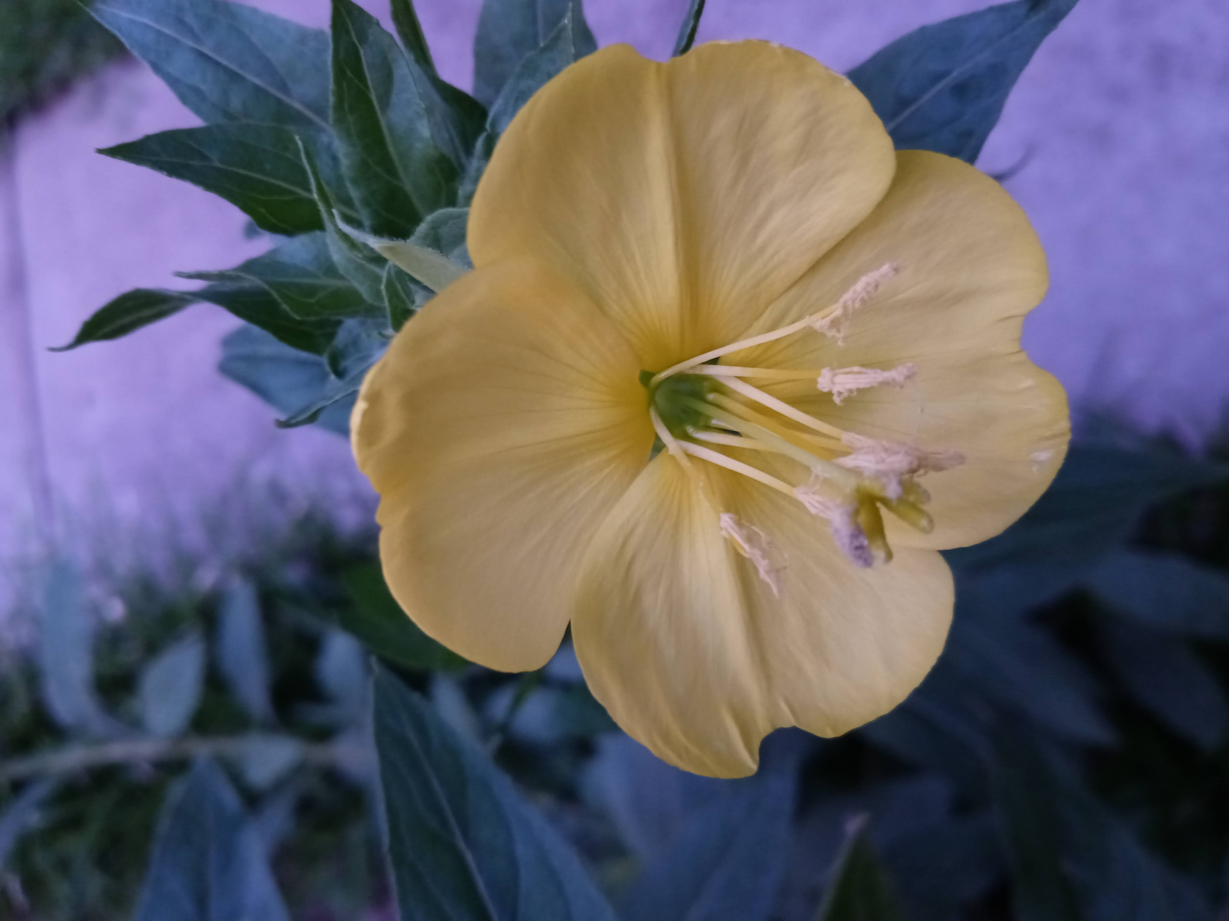 Evening primrose. A welcome surprise.